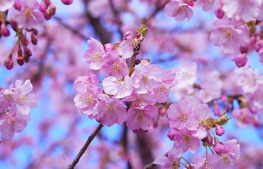 二十四节气芒种手抄报简单又漂亮 芒种手抄报内容 芒种手抄报一等奖